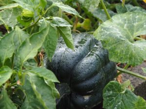 mascarpone dessert enkel