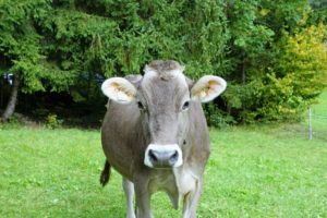 enkel dessert i glas