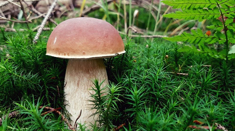 mögel ost
